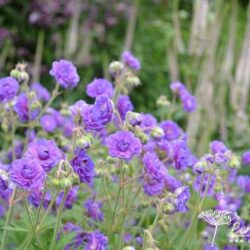 Geranium pratense Plenum Violaceum