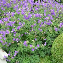 Geranium pratense Plenum Violaceum