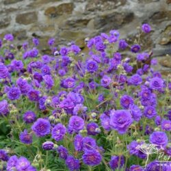 Geranium pratense Plenum Violaceum