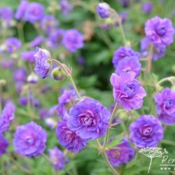 Geranium pratense Plenum Violaceum