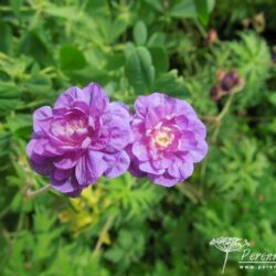 Geranium pratense Plenum Violaceum