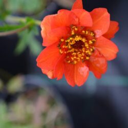 Geum Mrs J Bradshaw