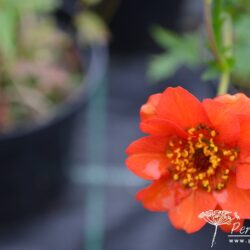 Geum Mrs J Bradshaw