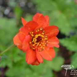 Geum Mrs J Bradshaw