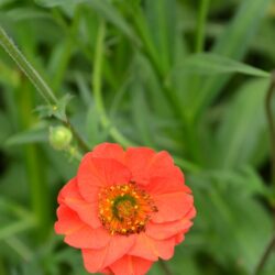 Geum Mrs J Bradshaw