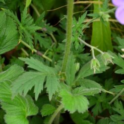 Geum Mrs J Bradshaw