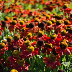 Helenium Kupferzwerg