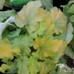 Heuchera Lime Marmelade