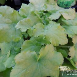 Heuchera Lime Marmelade