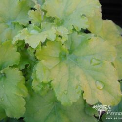 Heuchera Lime Marmelade