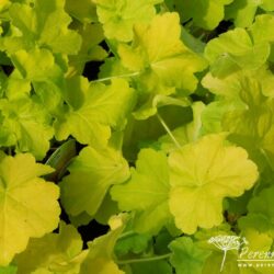 Heuchera Lime Marmelade