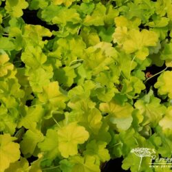 Heuchera Lime Marmelade