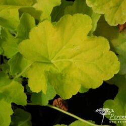 Heuchera Lime Marmelade