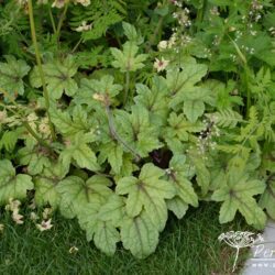 Heucherella Kimono