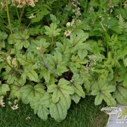 Heucherella Kimono