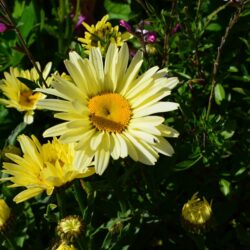 Leucanthemum x superbum Banana Cream