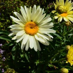 Leucanthemum x superbum Banana Cream