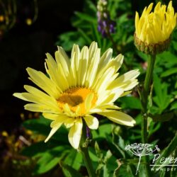 Leucanthemum x superbum Banana Cream