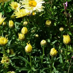 Leucanthemum x superbum Banana Cream