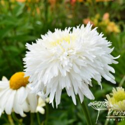 Leucanthemum x superbum Fiona Coghill