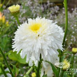 Leucanthemum x superbum Fiona Coghill