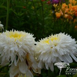 Leucanthemum x superbum Fiona Coghill