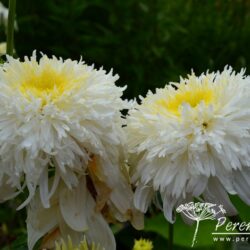 Leucanthemum x superbum Fiona Coghill