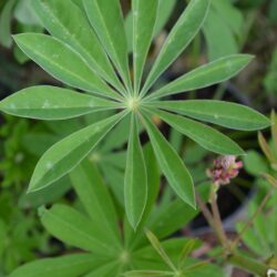 Lupinus Rote Flamme