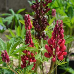 Lupinus Rote Flamme