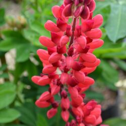 Lupinus Rote Flamme