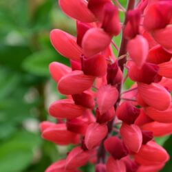 Lupinus Rote Flamme