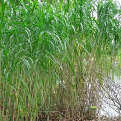 Miscanthus sacchariflorus