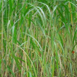 Miscanthus sacchariflorus