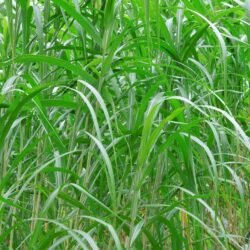 Miscanthus sacchariflorus