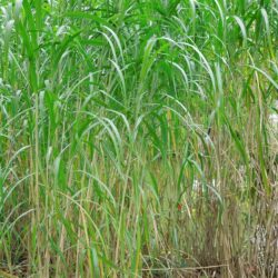 Miscanthus sacchariflorus