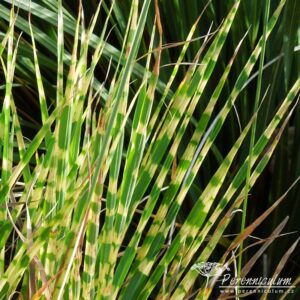 Miscanthus sinensis Gold Bar