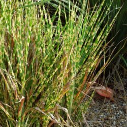 Miscanthus sinensis Gold Bar