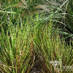 Miscanthus sinensis Gold Bar