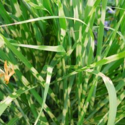 Miscanthus sinensis Gold Bar