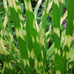 Miscanthus sinensis Gold Bar