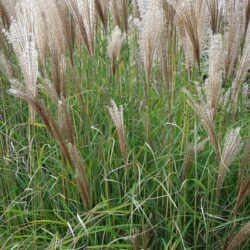 Miscanthus sinensis Malepartus