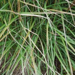 Miscanthus sinensis Malepartus