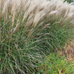 Miscanthus sinensis Malepartus