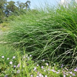 Miscanthus sinensis Malepartus