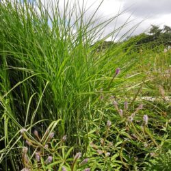 Miscanthus sinensis Malepartus