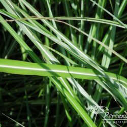 Miscanthus sinensis Malepartus