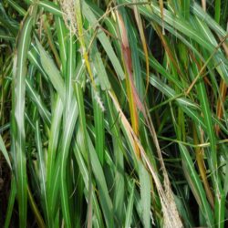 Miscanthus sinensis Roland