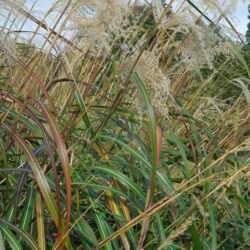 Miscanthus sinensis Roland