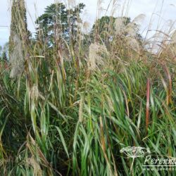 Miscanthus sinensis Roland