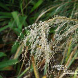 Miscanthus sinensis Roland